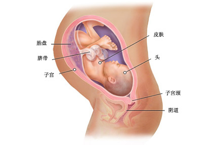 济宁42岁借腹生子：怀孕第36周胎儿的生长和发育