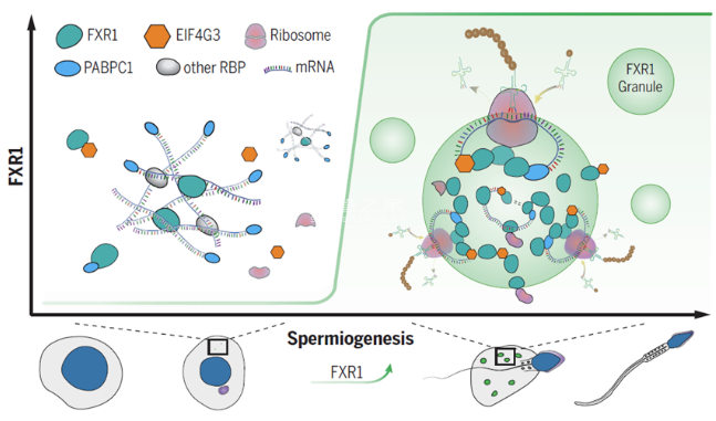 柳州助孕机构靠谱吗：RNA结合蛋白FXR1激活静止期mRNA的翻译，通过液-液相分离驱动精子生成